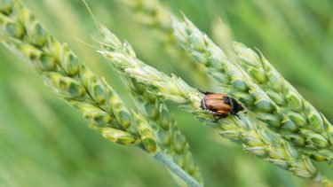 skadedyr insekter sex duft feromer