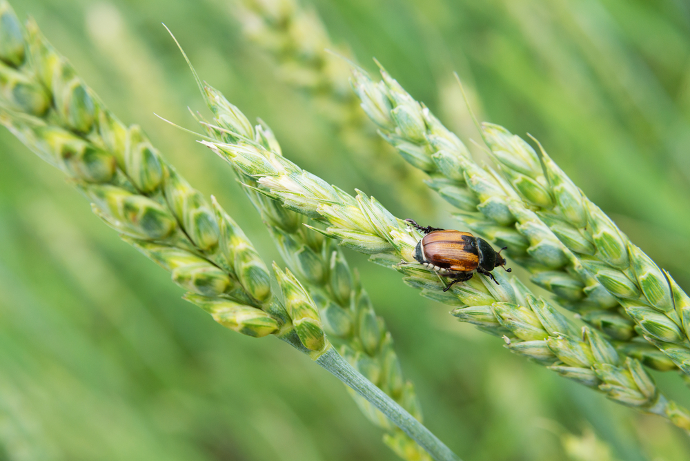 skadedyr insekter sex duft feromer