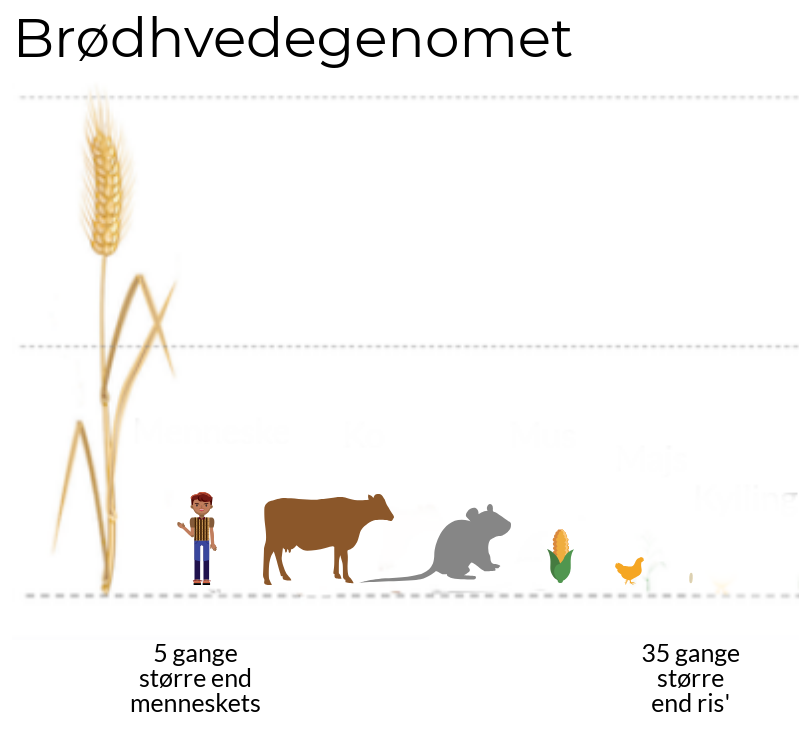 brødhvedegenomet kortlagt
