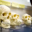 evolution Afrika menneske hominin arter revolution fossiler Homo Sapiens arkæologi udgravninger hule fund Afrika udvandring sekventeringsmetode DNA aDNA slægt arter udviklingslinje evidens redskabskultur