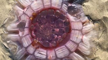 brandmand new zealand, alien