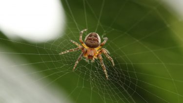hvorfor sidder edderkoppen ikke fast i sit spind