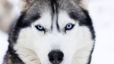 husky hunde blå øjne