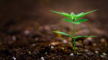 Medicinsk cannabis, smerter, kroniske, neuropatiske, forsøgsordning, Lægemiddelstyrelsen, videnskab