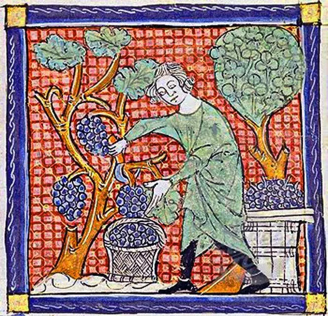Illustration af en vinbonde i middelalderen, der er ved at høste druer