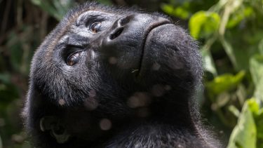 Østlig lavlandsgorilla