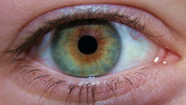 pupiller alkoholisme misbrug forsøg eyetracking