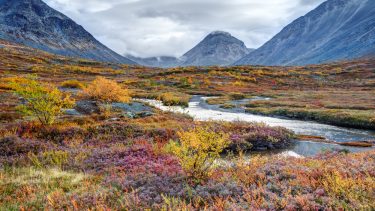 Tundra arktis planter blomster liv klima