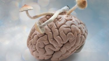 psilocybin forsøgsperson forskning svampe psykedeliske stoffer rigshospitalet