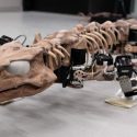 orobates fossil padde gang orobot