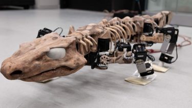 orobates fossil padde gang orobot