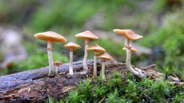 Svampe psilocybin psykedeliske depression Rigshospitalet