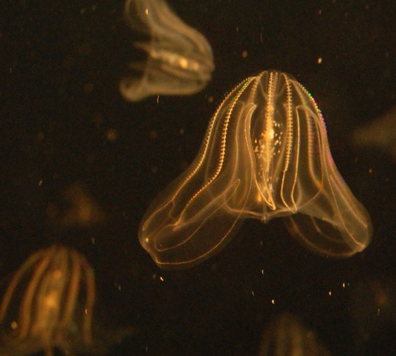 Mnemiopsis leidyi anus