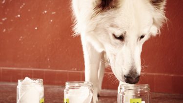 hunde epilepsi lugte fælles lugt diagnosticering epilepsihunde diabetes