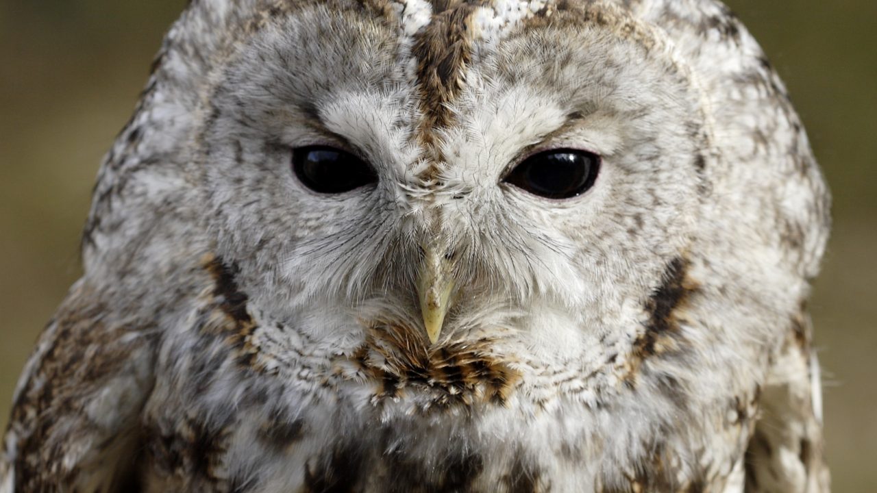 mols bjerge dyr natur danmark mangfoldig dyreliv natur