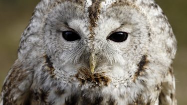 mols bjerge dyr natur danmark mangfoldig dyreliv natur