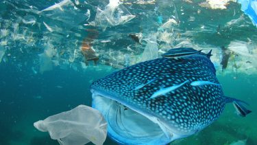 Mikroplastik havet forurening dyrelivfejlinformation mikroperler nedbrudt papirposer plastikposer maling tiltag problem fødekæde fisk dyr mennesker indånde