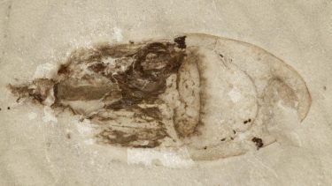 fossil gople forskning udgravning