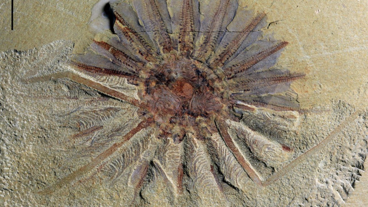 Spektakulært fund_fossil_Kina