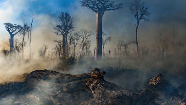 Our Planet David Attenborough naturdokumentar viger tilbage sandheder udfordringer Netflix WWF afhjælpe økosystemer biodiversitet natur mennesket adfærd viden skovtab Madagaskar