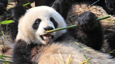 Panda bruger lidt energi