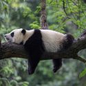 Hvorfor er pandaen sort hvid farve pels
