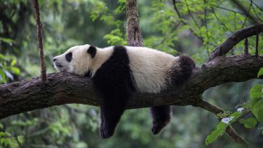 Hvorfor er pandaen sort hvid farve pels