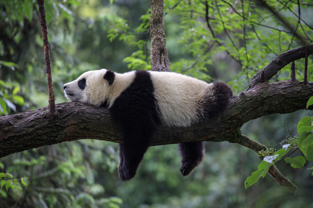 Hvorfor er pandaen sort hvid farve pels