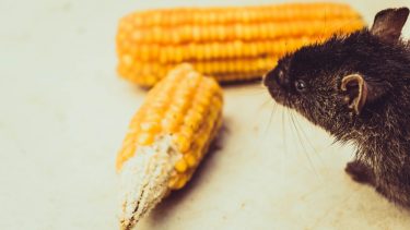 GMO majs genmodificerede helbredseffekter sundhed rotte forsøg studier fødevarer afgrøder foder dyr genudtryk kropsprocesser GMO90+ organismer