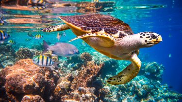 Biodiversitet, arter, trusler, mennesket, klima, dyr, planter, IPBES