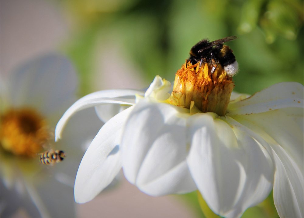 Humlebi på hvid blomst, en bi kommer flyvende i baggrunden og vil også lande på blomsten