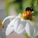 Humlebi på hvid blomst, en bi kommer flyvende i baggrunden og vil også lande på blomsten