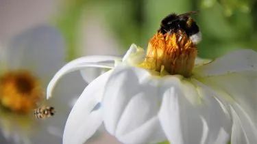 Humlebi på hvid blomst, en bi kommer flyvende i baggrunden og vil også lande på blomsten
