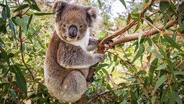 koala uddø funktionelt udryddede truede dyr habitater eucalypsusskovområder økosystemer klimaforandringer tørke populationsfald genetisk mangfoldighed indavl
