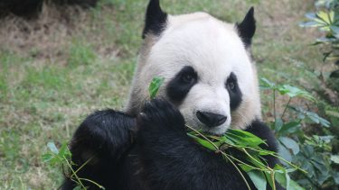 Pandaen farver sort hvid