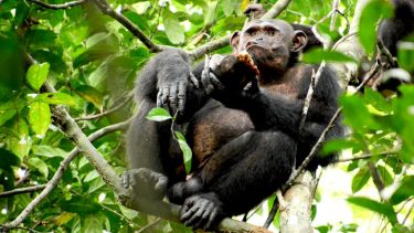 Chimpansen Pandi spiser en skildpadde