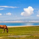 De golde omgivelser omkring Qinghai-søen på den tibetanske højslette har tilbudt ideelle forhold for cannabisplantens udvikling. (Foto: Shutterstock)