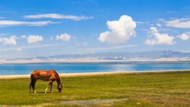 De golde omgivelser omkring Qinghai-søen på den tibetanske højslette har tilbudt ideelle forhold for cannabisplantens udvikling. (Foto: Shutterstock)