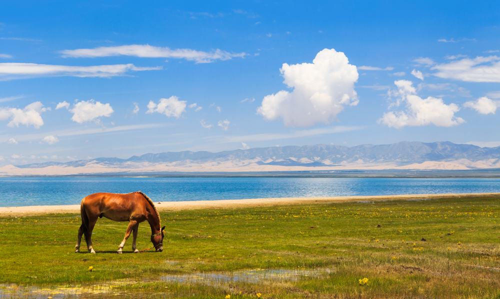 De golde omgivelser omkring Qinghai-søen på den tibetanske højslette har tilbudt ideelle forhold for cannabisplantens udvikling. (Foto: Shutterstock)