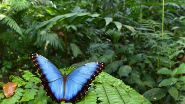 Blå morfo morpho helenor sommerfugl svin puma honduras abegudens by forsvunden hvide by
