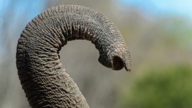 Elefant Snabel Lugtesans