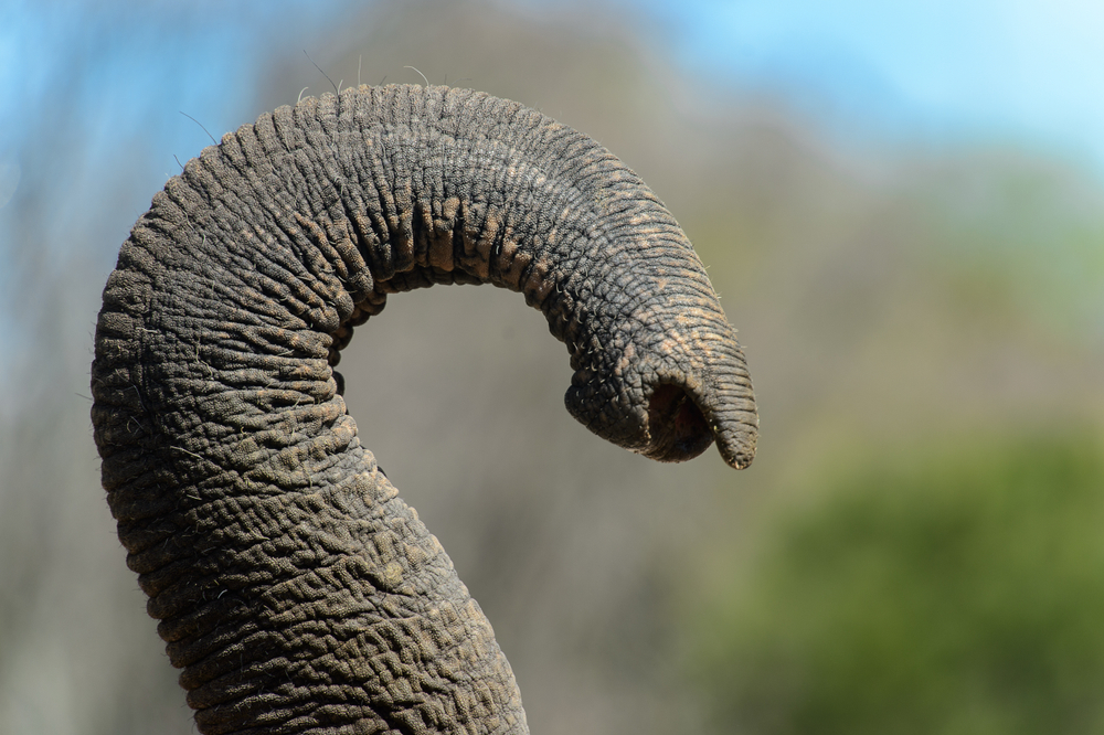 Elefant Snabel Lugtesans