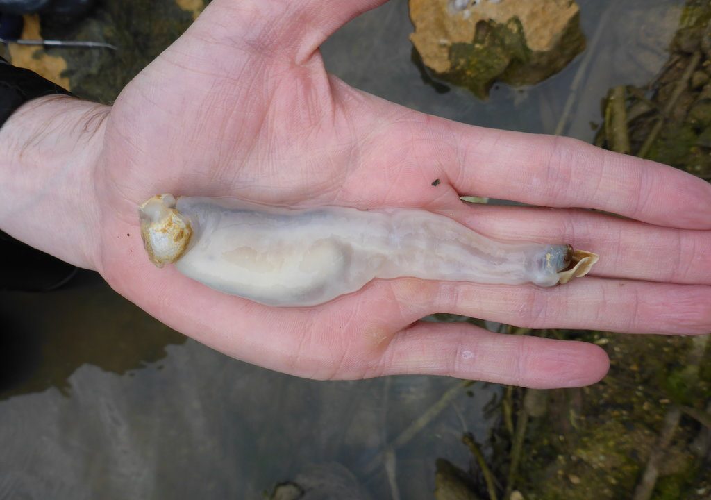 pæleorm art ny art ny slægt filippinerne orm æder sten skider sand bakterier antibiotika biodiversitet