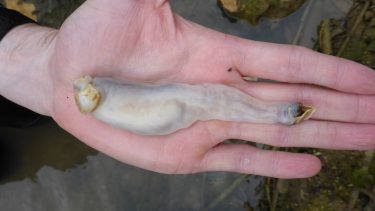 pæleorm art ny art ny slægt filippinerne orm æder sten skider sand bakterier antibiotika biodiversitet