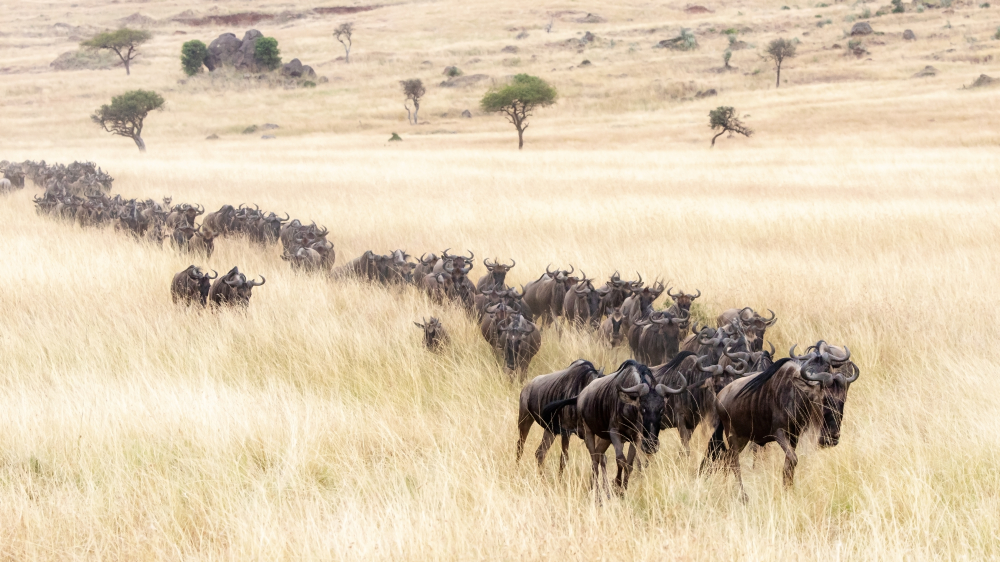 Gnu migration vandring Kenya Tanzania dyreliv bosættelse tørke føde drikkevand lokalsamfund jordudstykning reservat turisme safari lovgivning beskyttelse forvaltning profit