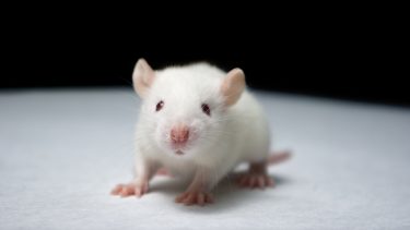 Autisme mus tarmbakterier transplantation forsøg autismeadfærd adfærdsobservationer taurine 5-aminovaleric acid (5AV) repeterende adfærd sociale autismesymptomer
