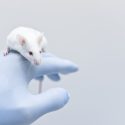 mus forsøg immunforsvar