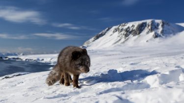 Polarræv