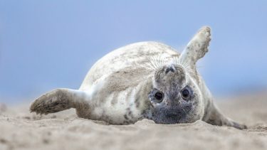 spættet sæl huske hukommelse dyr