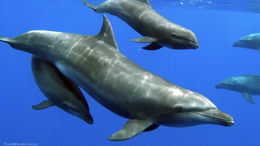 øresvin_delfin_hval_melonheaded_elektradelfin